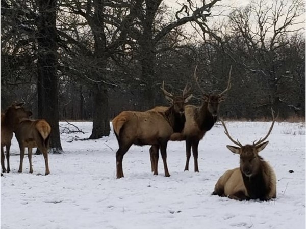 动物们享受他们的雪天