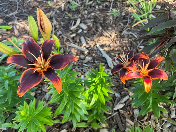 Beautiful blooms that perfectly demonstrate Cheyenne Public 学校’ colors; orange and black