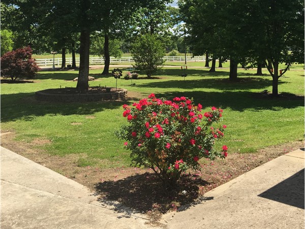Beautiful front yard on an Arkansas River ranch in Leflore County