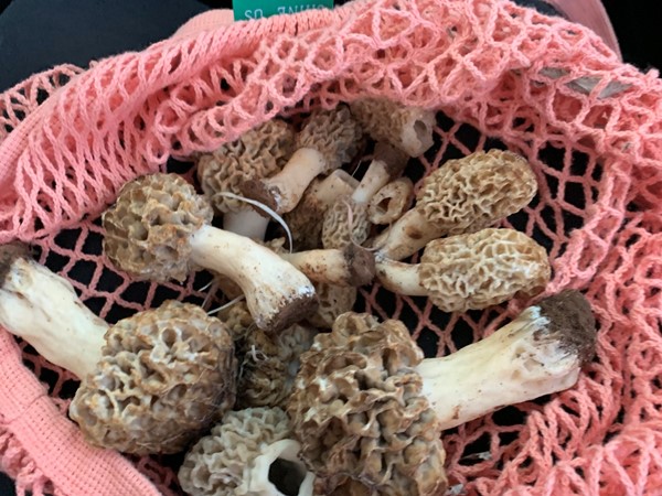 Morel mushrooms, a culinary delicacy, may be found in the Hammon area if you know where to look