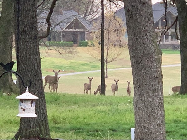 鹿群出去享受春天的早晨 