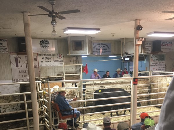 斯蒂格勒家畜拍卖会今天有个大拍卖. 哈斯克尔县的地方出售