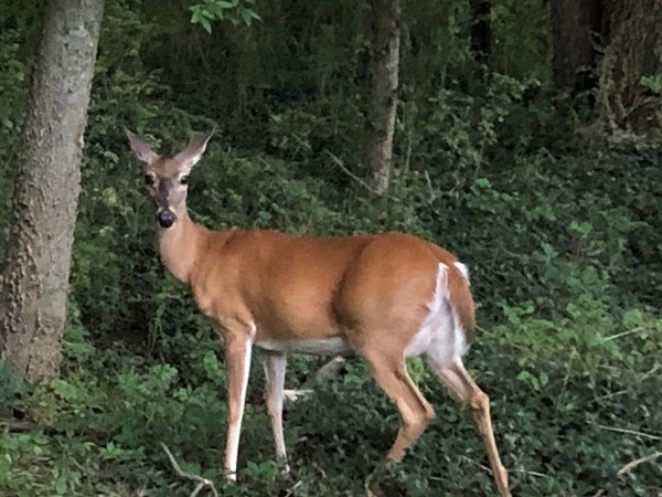 Backyard Deer 