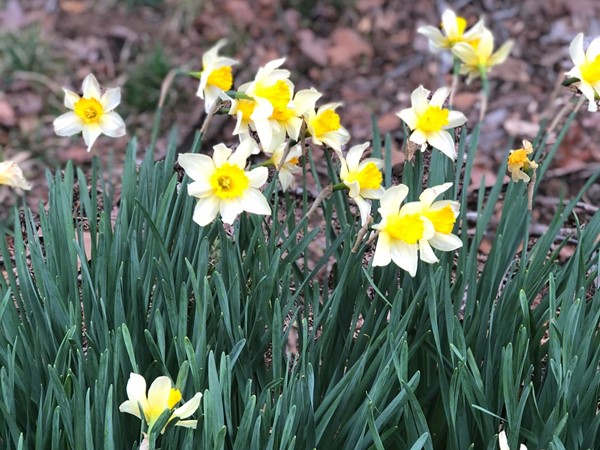 春天的时候，附近到处都是鲜花