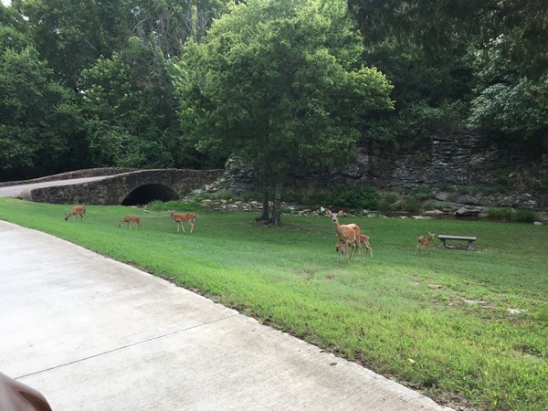 多佛尔池塘的早晨游客.  不久新的小鹿就会出现 