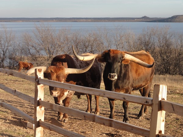 长角牛在罗杰斯县奥洛加的狗铁牧场享受着美好的一天