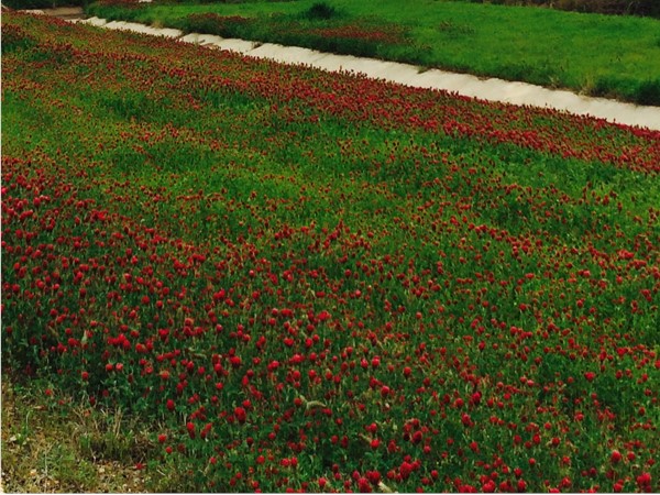 春雨过后，普什玛塔哈县公路边的鲜红三叶草