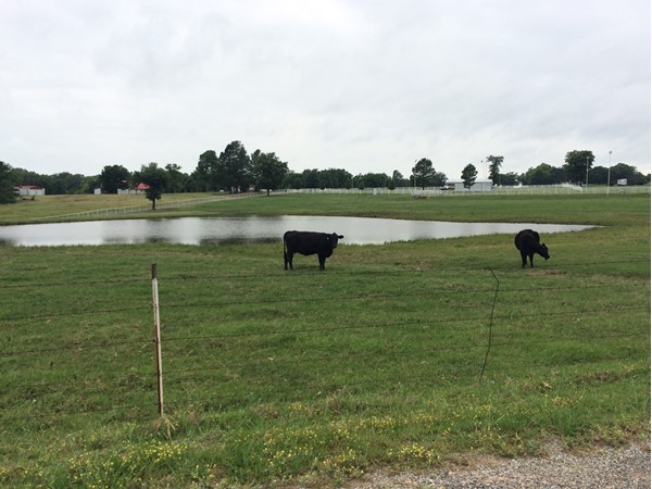 阿托卡县的牛正在享受春天的新绿草 