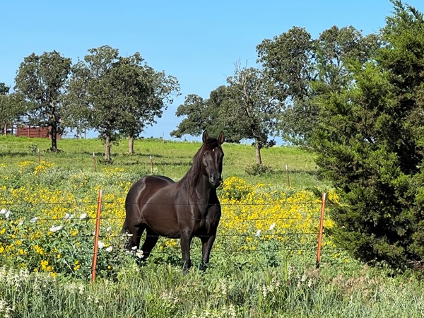 在俄克拉何马州西部，马不再是必不可少的生活方式，许多人出于爱好和运动而养马
