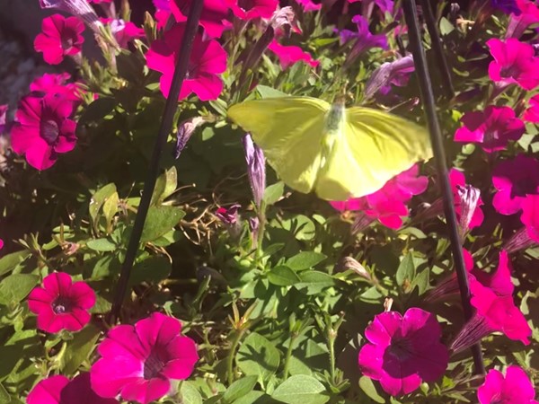 花园里的蝴蝶真是一种享受 