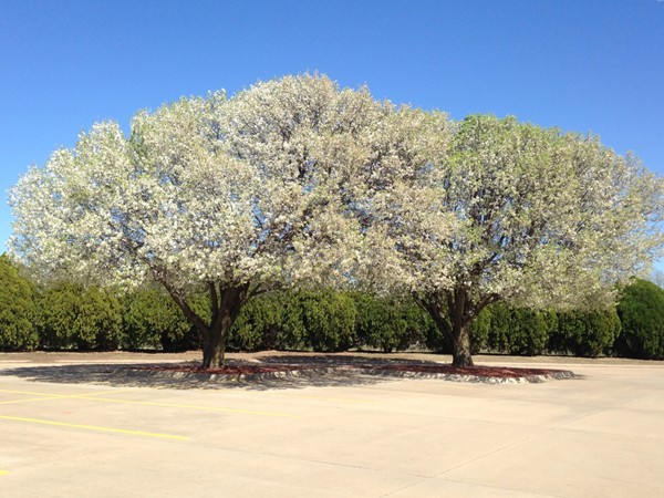 美丽的布拉德福德梨树在早春盛开