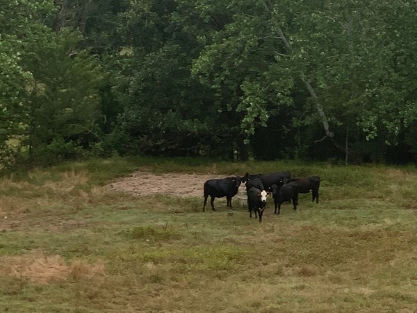 为勒弗洛尔县的牛提供矿物舔