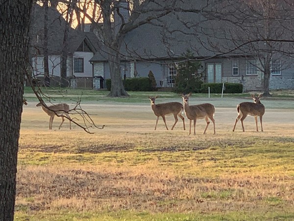 一些鹿在享受高尔夫球场.