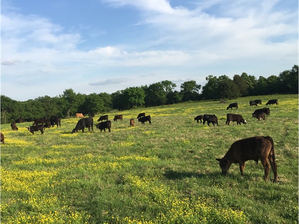 Turning in on "greener pastures". Cattle raising in Southeast Oklahoma 