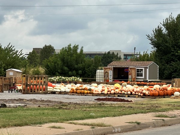 Pumpkins are ready to be picked 