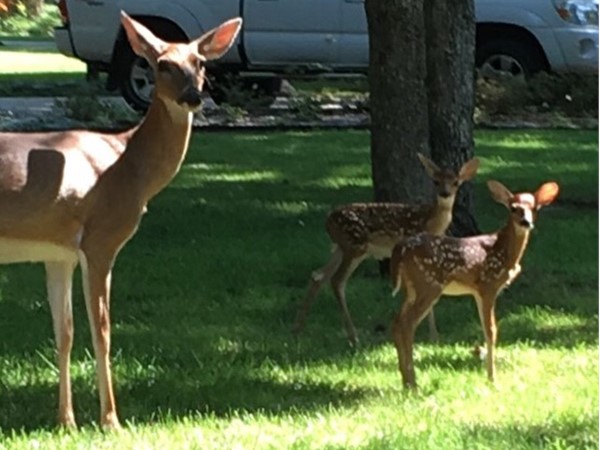 What a great year for new fawns in Dover Pond. Just two of the many new babies 