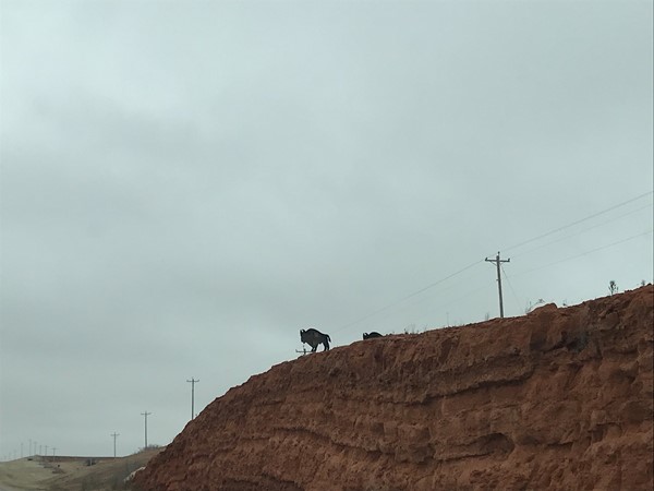 你永远不知道在俄克拉何马州会看到什么. 这些水牛的剪影是利迪的标志 