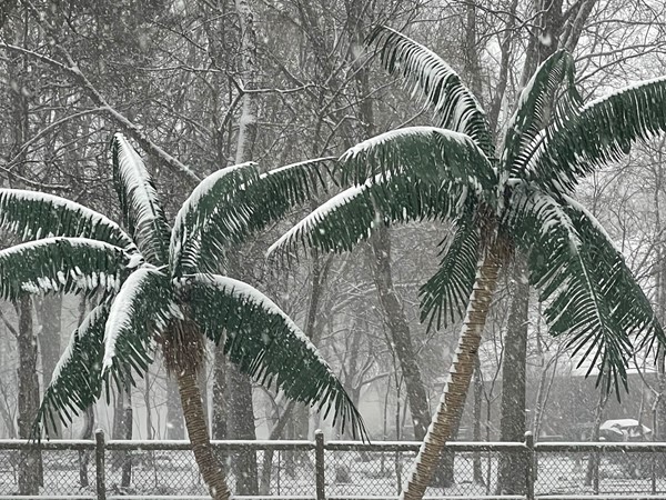 多佛池塘棕榈上的雪 