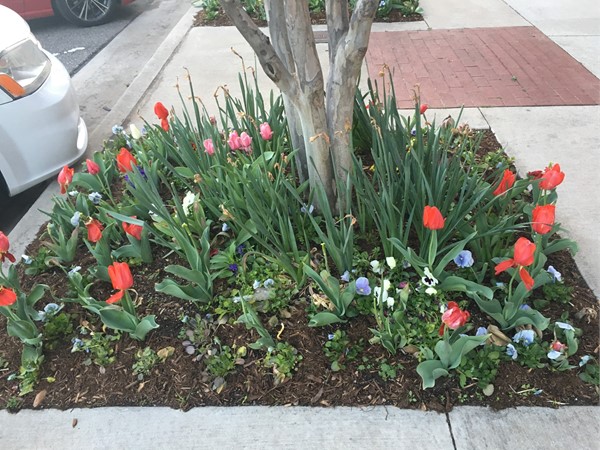 春天的花朵点缀着布里克镇的街道