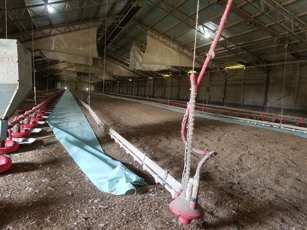 俄克拉何马州东南部的鸡舍——鸡舍正在搭建并准备开始饲养新的鸡群. 农场生活