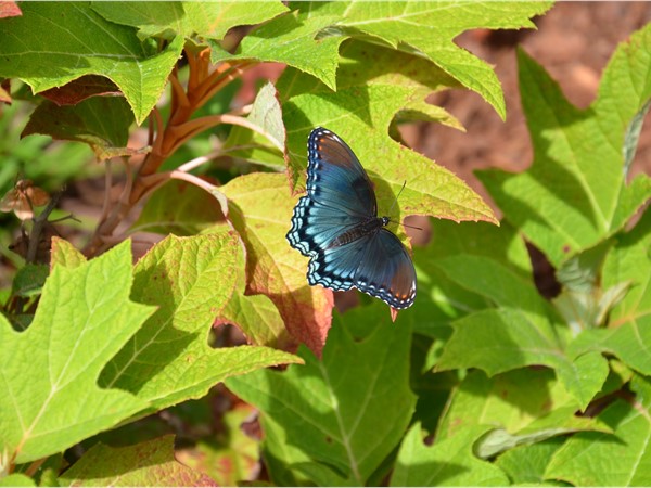 在塔尔萨河畔公园的聚集地寻找美丽的蝴蝶