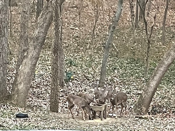 有一天晚上，有五只鹿进了我们的院子
