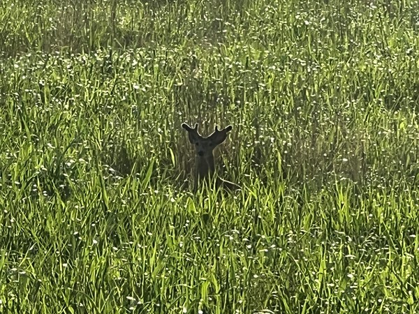 一只小鹿躲在保护区，你可以看到它的角开始长回来 