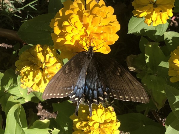 美丽的黑色燕尾蝴蝶在百日菊花上 