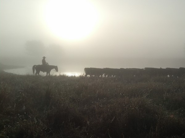 雾蒙蒙的早晨，野田县河流域牧场 