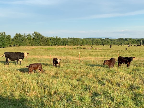 俄克拉荷马州东南部哈斯克尔县BG牧场上的小牛宝宝 