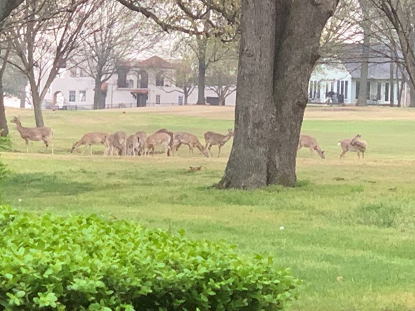 这个春天的早晨，鹿正在享受吃草的乐趣
