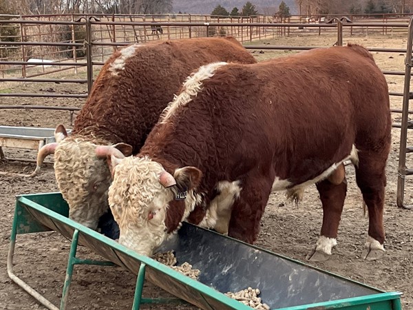 哈斯克尔县的几头公牛准备和一些东南OK的奶牛一起外出