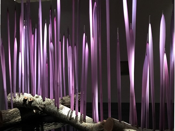 Dale Chihuly glass exhibit at Oklahoma City Museum of Art is truly beautiful. A must see