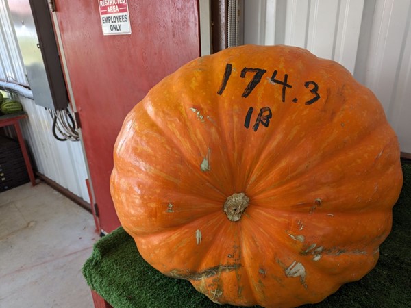 Can you believe the size of pumpkin? 