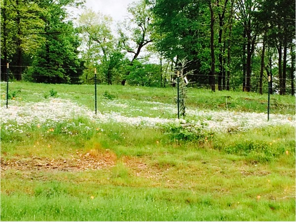 在充沛的春雨过后，白色的野花是俄克拉荷马州东南部的众多景点之一