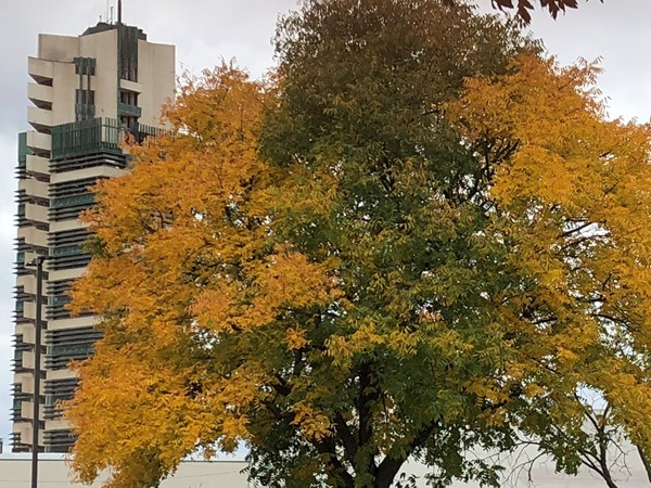 巴特尔斯维尔市中心的落叶 