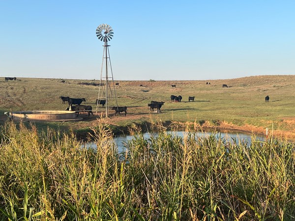 Agriculture is the backbone of this area as farmers and ranchers provide beef and crops to consumers