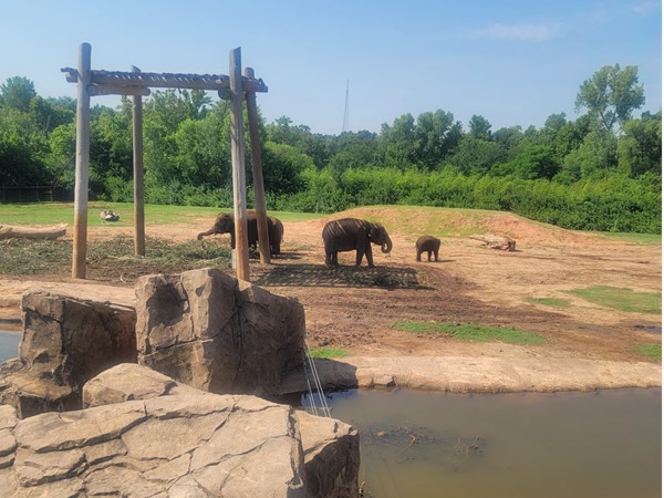俄克拉荷马城动物园正在增加一些新的景点和婴儿  