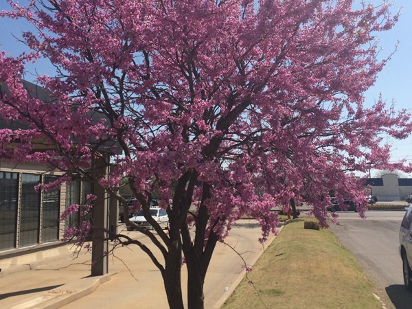 The redbud tree – a beautiful view all around Oklahoma City right now