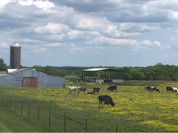 牛群在这美丽的春光中悠闲地吃草