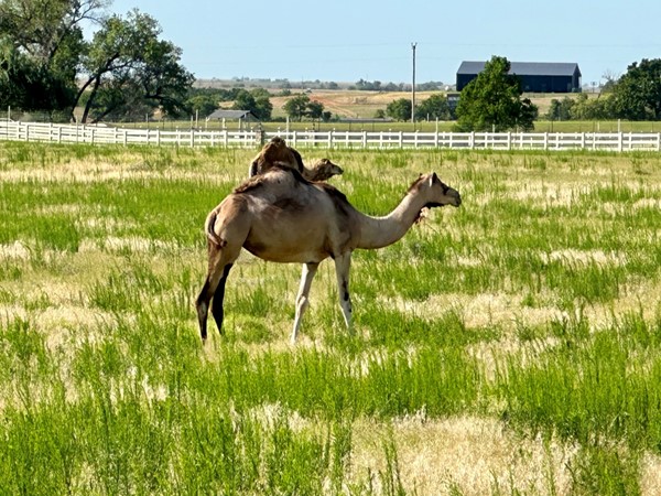 We have camels in 俄克拉何马州西部 