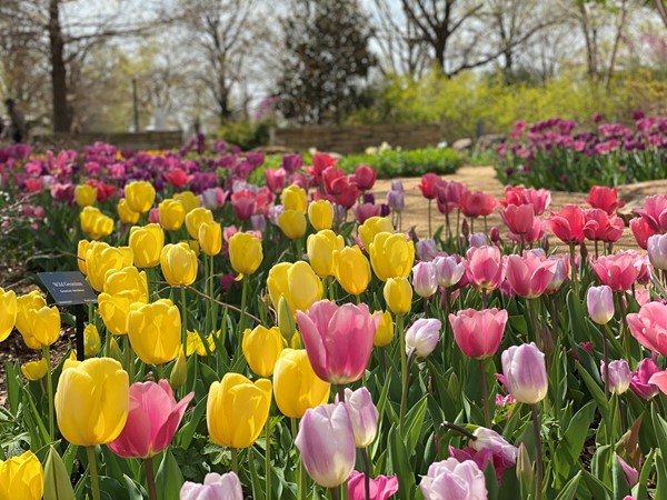 Tulips blooming at Myriad Botanical Gardens