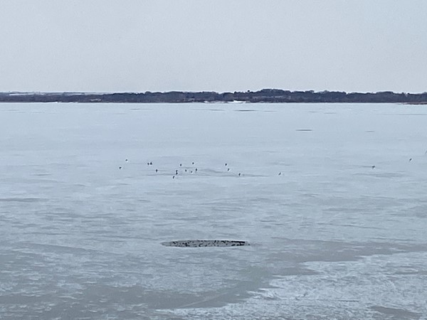 鸭子们在湖面上争夺自己的位置. 冰太多