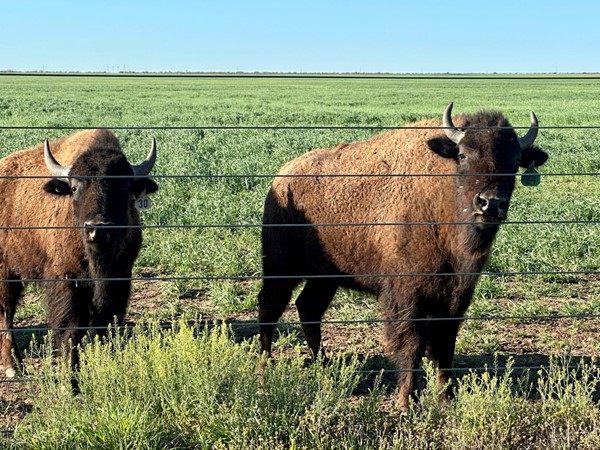 Gentle giants welcome all newcomers