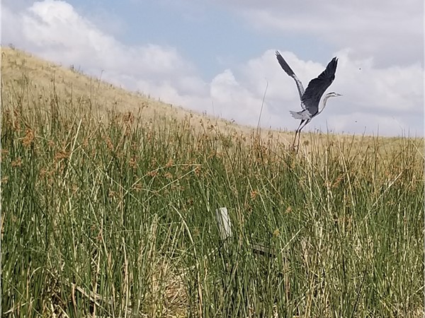 大蓝鹭正在威德福南部的克劳德湖起飞 