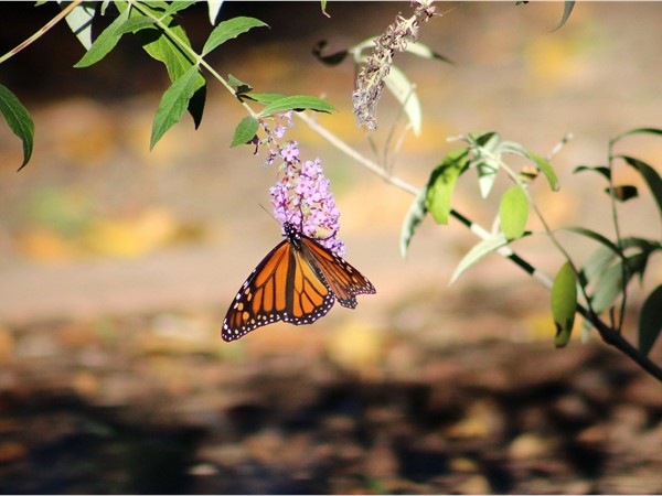 美丽的蝴蝶在格兰德湖