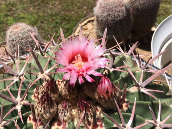 Growing this beautiful Cattle Crippler Cactus in Poteau