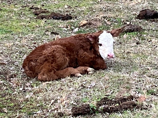 春天的小牛在奥克东南部落地