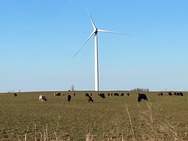 在俄克拉何马州的农村，风能和牛是一个伟大的组合! 