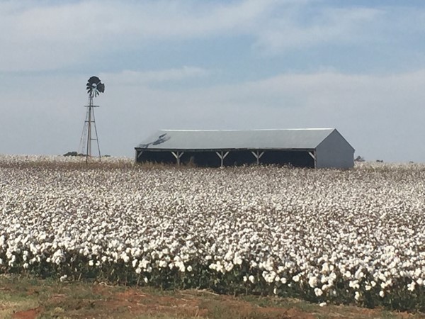 Charming cotton field on the outskirts of 麋鹿的城市 